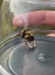 Bombus jonellus