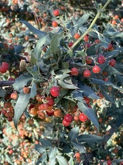 Berberis nevinii