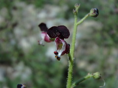 Scrophularia canina