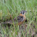 Smith's Longspur - Photo (c) guyincognito, some rights reserved (CC BY-NC)