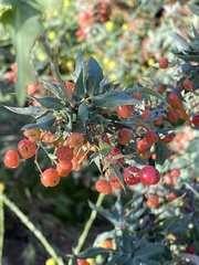 Berberis nevinii