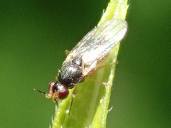 Elachiptera tuberculifera