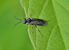 Empria