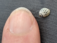 Echinolittorina mespillum