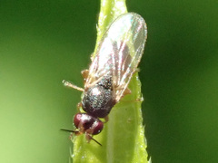 Elachiptera tuberculifera