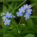 Myosotis scorpioides - Photo (c) Mike Abel, μερικά δικαιώματα διατηρούνται (CC BY-NC), uploaded by Mike Abel