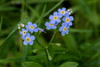 Water Forget-Me-Not - Photo (c) Mike Abel, some rights reserved (CC BY-NC), uploaded by Mike Abel