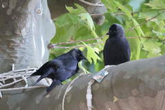 Corvus monedula