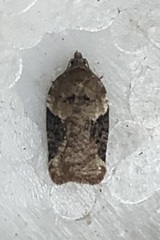 Acleris braunana