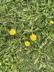 Taraxacum officinale
