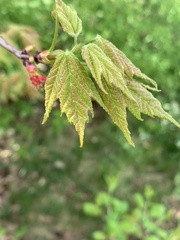 Acer rubrum image