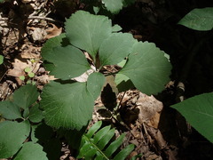Pachysandra procumbens