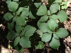 Pachysandra procumbens