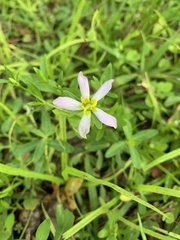 Sabatia calycina