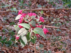Cestrum roseum