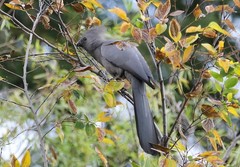 Corythaixoides concolor bechuanae