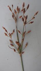 Fimbristylis dichotoma dichotoma