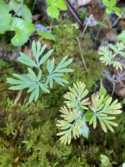 Dicentra canadensis