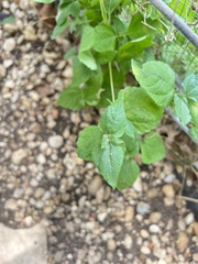 Pavonia lasiopetala