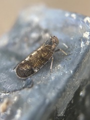 Tachycixius