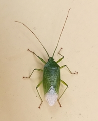 Urostylididae