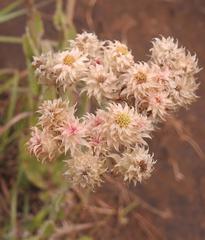Helichrysum appendiculatum
