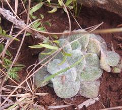 Helichrysum ecklonis