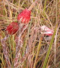 Helichrysum ecklonis
