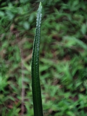 Pteris cretica