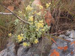 Helichrysum mimetes