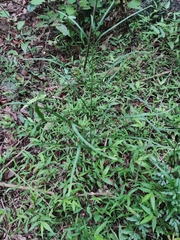 Pteris cretica