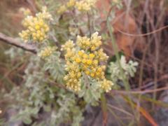 Helichrysum mimetes