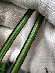 Pteris cretica