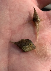 Stephanolepis hispida