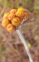 Helichrysum psilolepis
