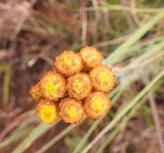 Helichrysum psilolepis