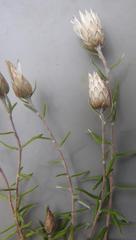 Helichrysum reflexum