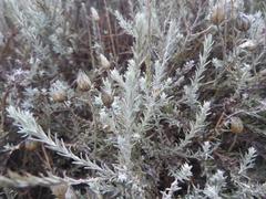 Helichrysum reflexum