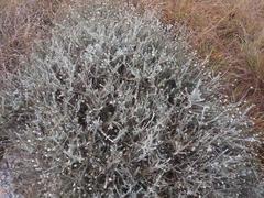 Helichrysum reflexum