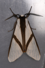 Turuptiana obliqua
