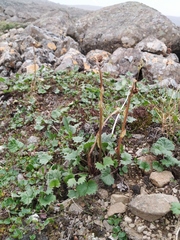 Endocellion glaciale