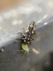 Adalia decempunctata