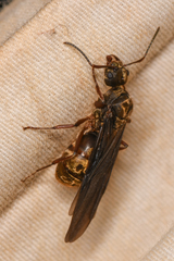 Dolichoderus bispinosus