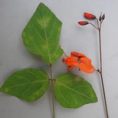 Hylodesmum repandum