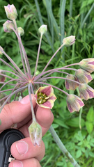 Allium siculum