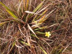 Hypoxis argentea argentea
