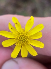 Osteospermum bolusii