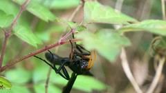 Gnamptopelta obsidianator
