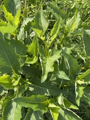 Silphium perfoliatum