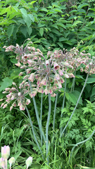 Allium siculum